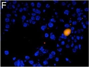 Detection of Mouse LIGHT/TNFSF14 by Immunocytochemistry/Immunofluorescence