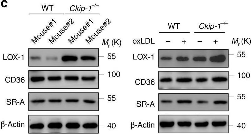 Detection of Mouse SR-AI/MSR by Western Blot