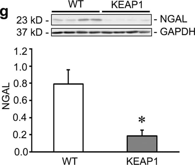 Detection of Mouse Lipocalin-2/NGAL by Western Blot