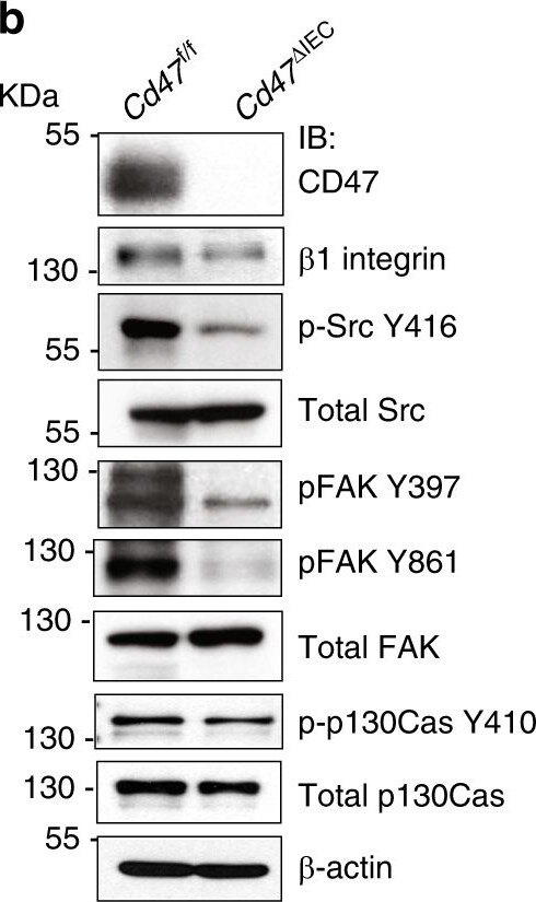 Detection of Mouse CD47 by Western Blot