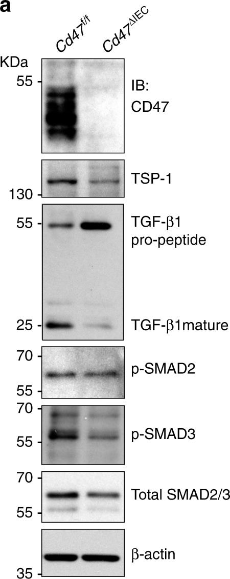 Detection of Mouse CD47 by Western Blot