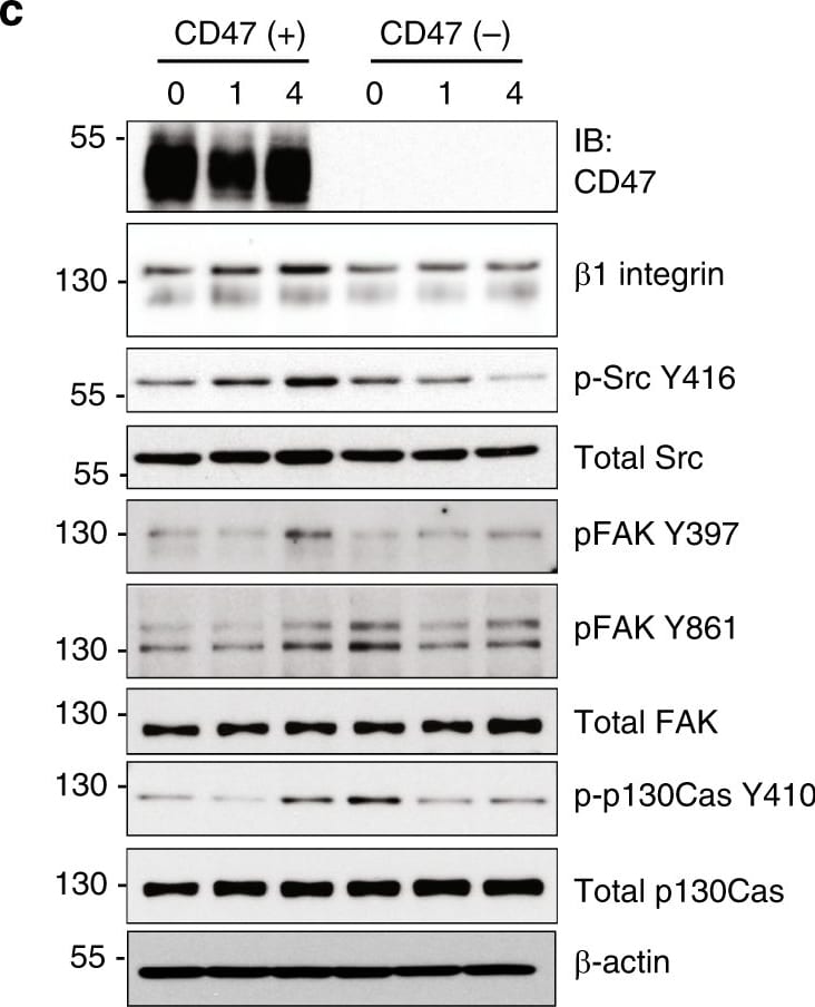 Detection of Mouse CD47 by Western Blot