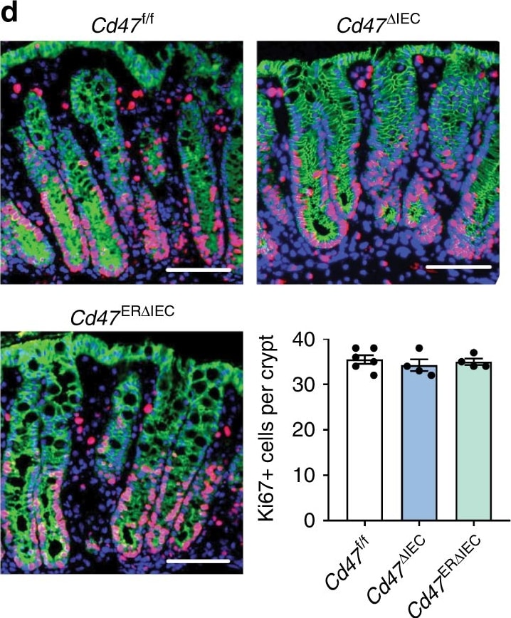 Detection of Mouse CD47 by Immunocytochemistry/Immunofluorescence