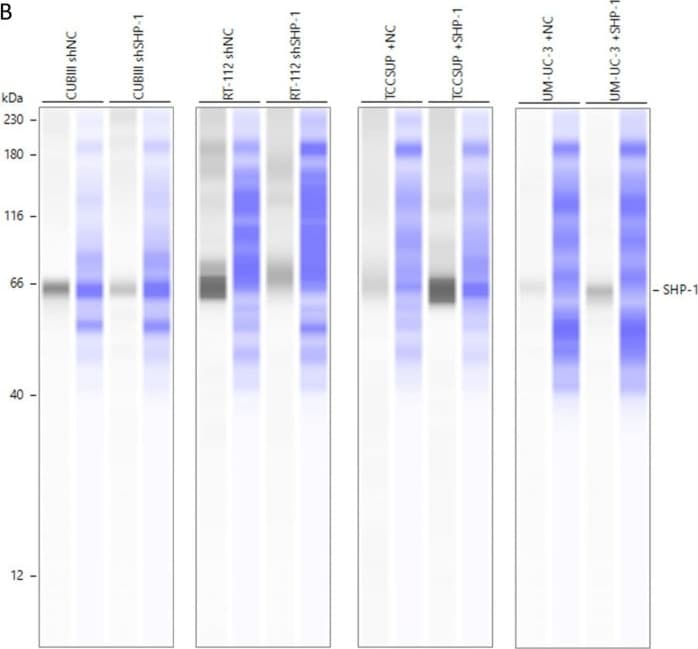 Detection of SHP-1 by Simple Western