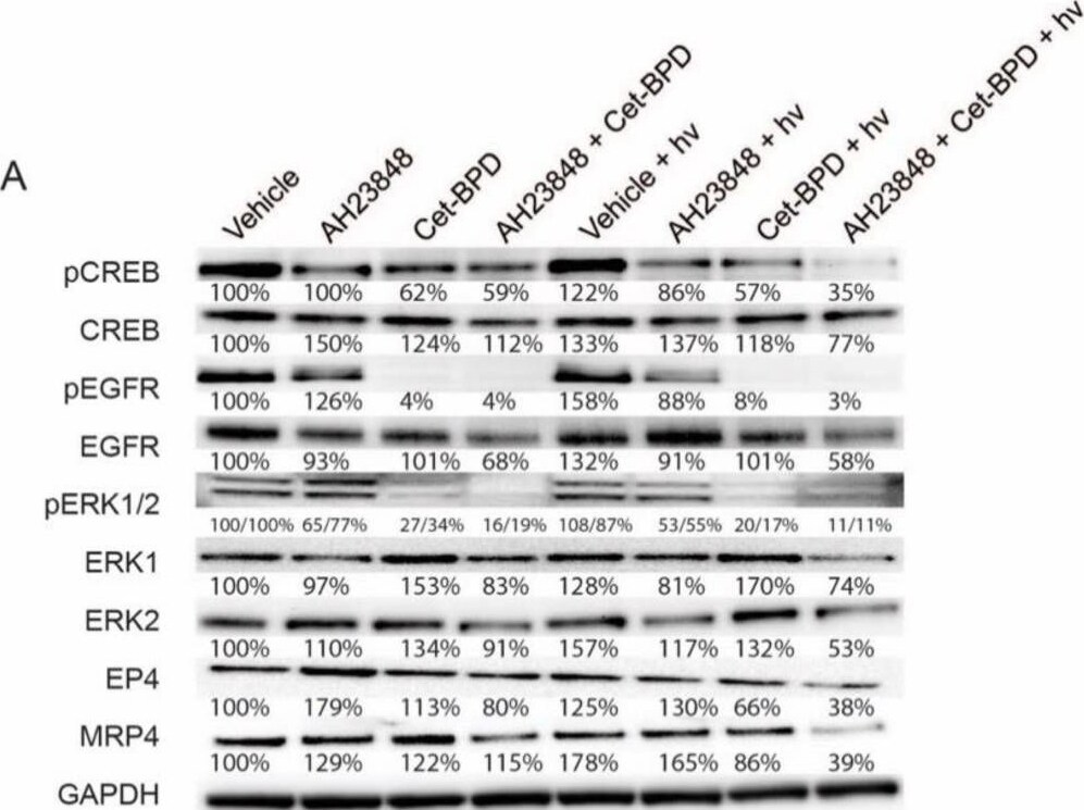 Detection of ERK1 by Western Blot