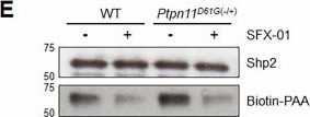 Detection of SHP-2 by Western Blot
