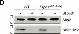 Detection of SHP-2 by Western Blot