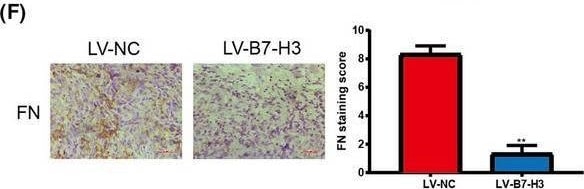 Detection of Fibronectin by Immunohistochemistry