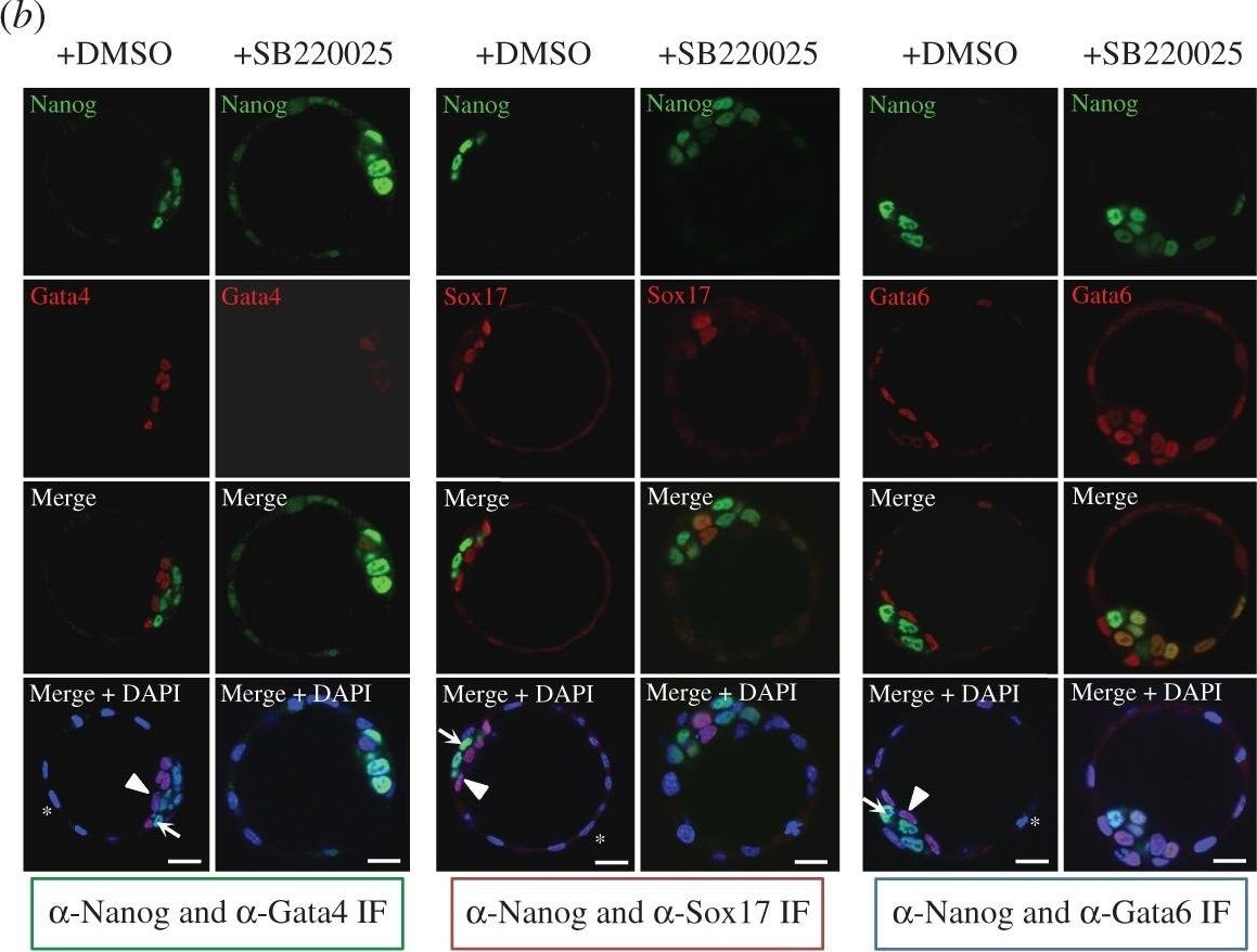 Detection of Mouse SOX17 by Immunocytochemistry/Immunofluorescence.