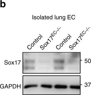 Detection of Mouse SOX17 by Western Blot.