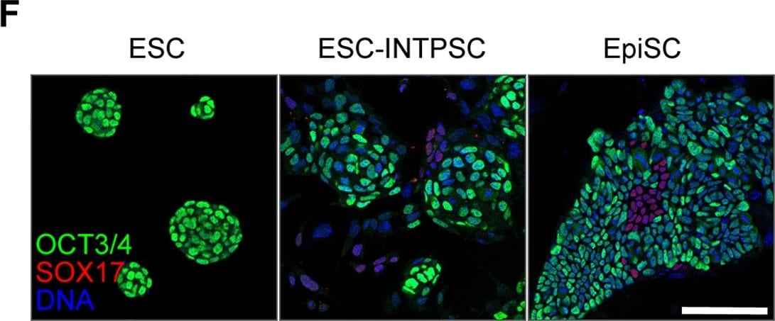 Detection of Mouse SOX17 by Immunocytochemistry/Immunofluorescence.