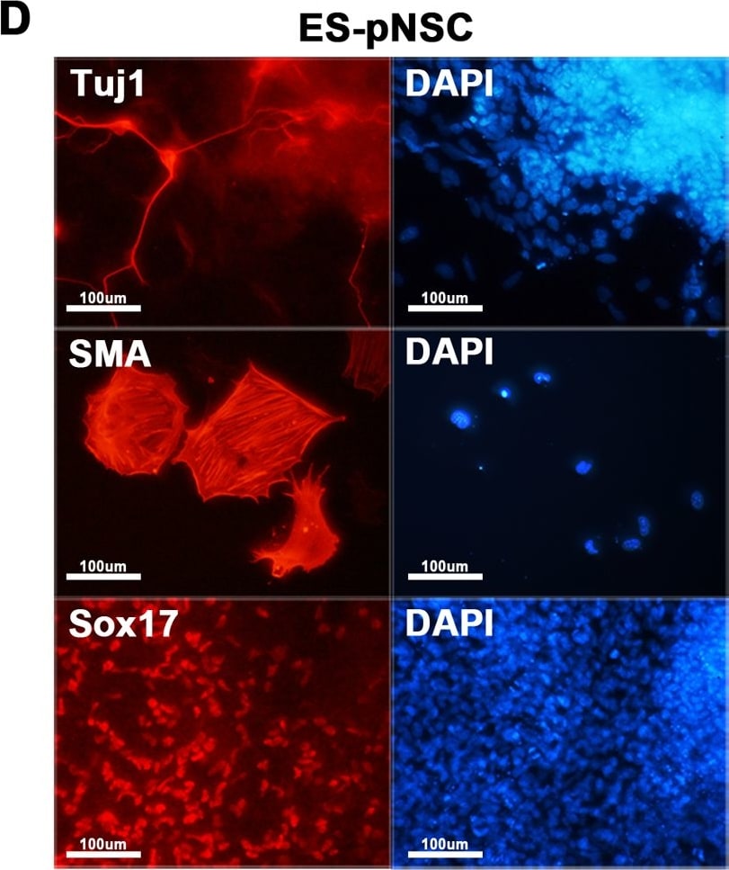 Detection of Mouse SOX17 by Immunocytochemistry/Immunofluorescence