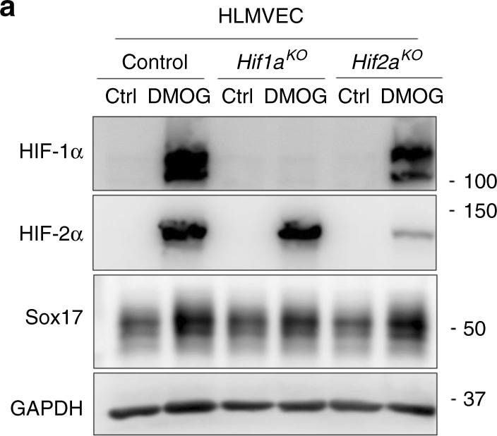 Detection of Mouse SOX17 by Western Blot