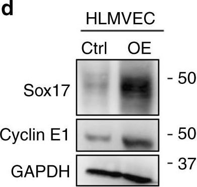 Detection of Mouse SOX17 by Western Blot