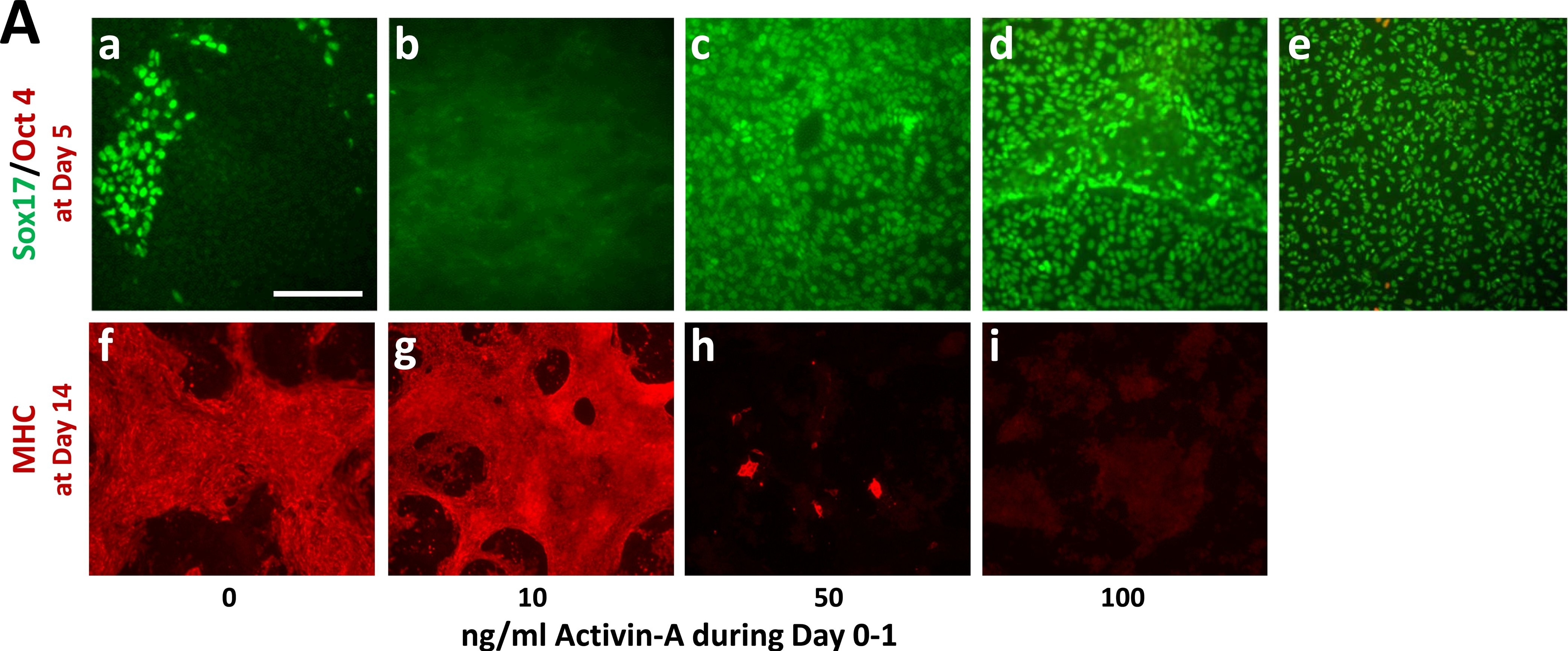 Detection of Human SOX17 by Immunocytochemistry/Immunofluorescence