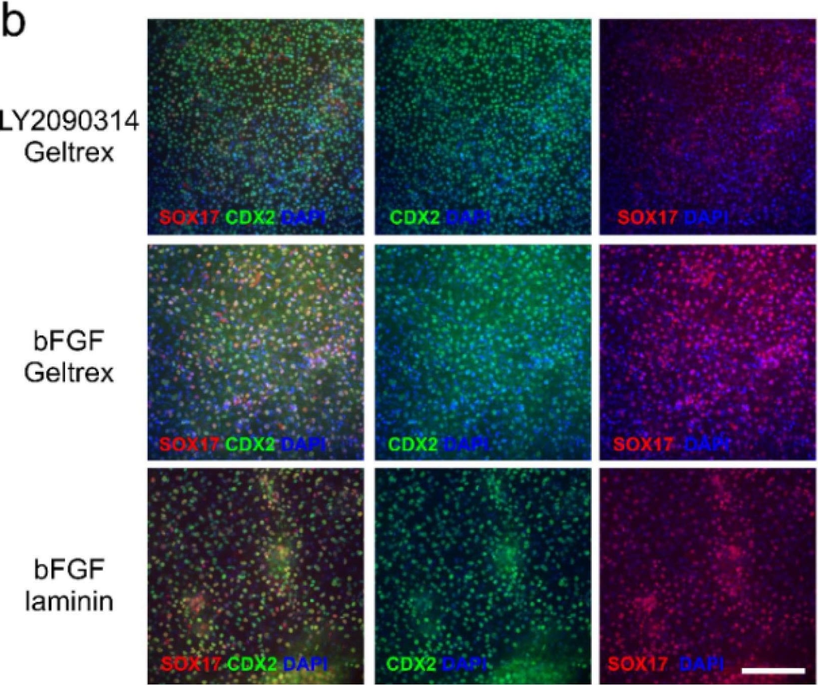 Detection of Human SOX17 by Immunocytochemistry/ Immunofluorescence