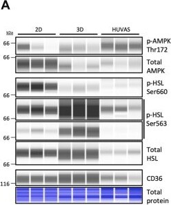 Detection of CD36/SR-B3 by Simple Western