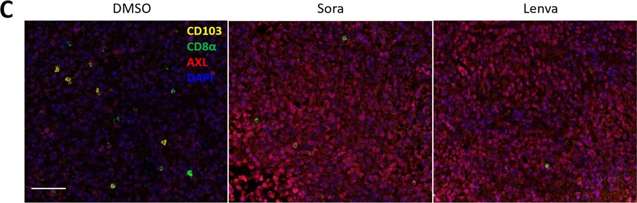 Detection of Mouse Integrin alpha E/CD103 by Immunohistochemistry