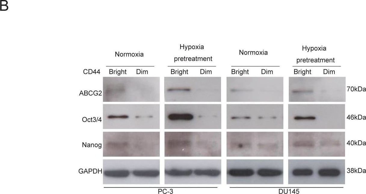 Detection of Nanog by Western Blot