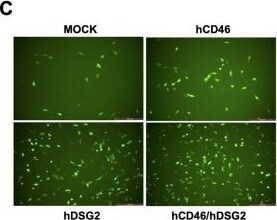 Detection of CD46 by Immunocytochemistry/ Immunofluorescence