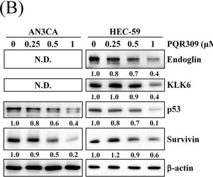 Detection of Kallikrein 6/Neurosin by Western Blot
