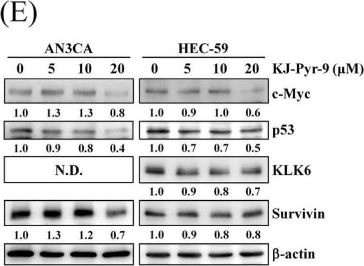 Detection of Kallikrein 6/Neurosin by Western Blot