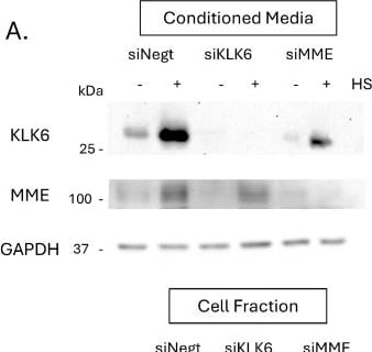 Detection of Kallikrein 6/Neurosin by Western Blot