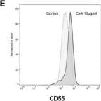 Detection of CD55/DAF by Flow Cytometry