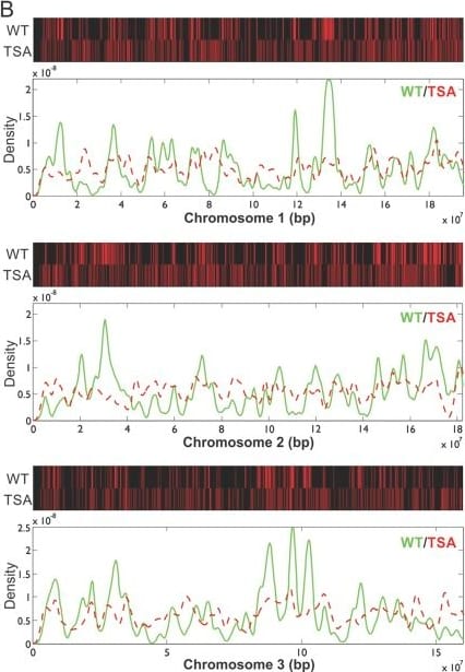 Detection of Mouse SOX2 by Chromatin Immunoprecipitation