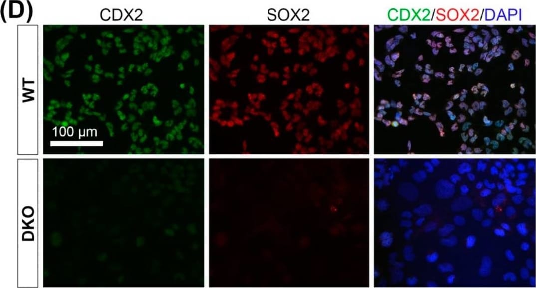 Detection of Mouse SOX2 by Immunocytochemistry/ Immunofluorescence