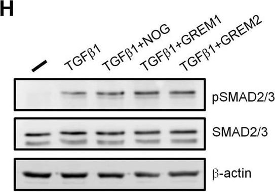 Detection of PRDC/GREM2 by Western Blot
