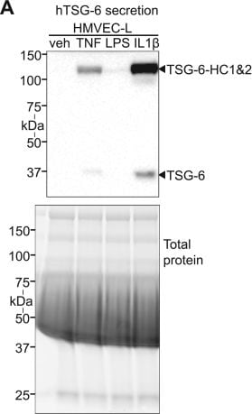 Detection of TSG-6 by Western Blot