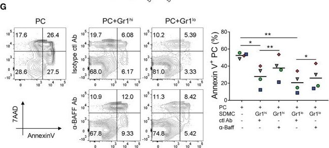 Detection of BAFF/BLyS/TNFSF13B by Flow Cytometry