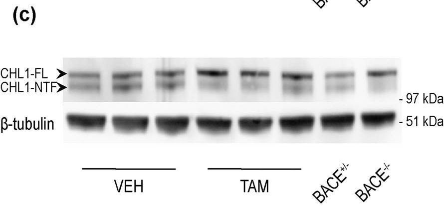 Detection of Mouse CHL-1/L1CAM-2 by Western Blot