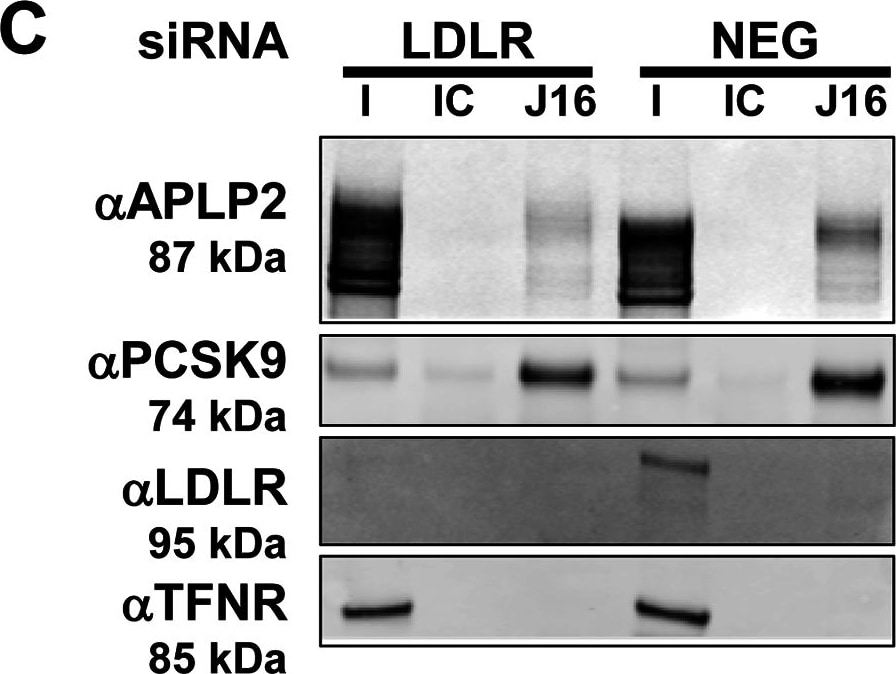Detection of Human LDLR by Knockdown Validated