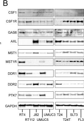 Detection of M-CSF by Western Blot