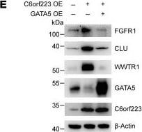 Detection of GATA-5 by Western Blot