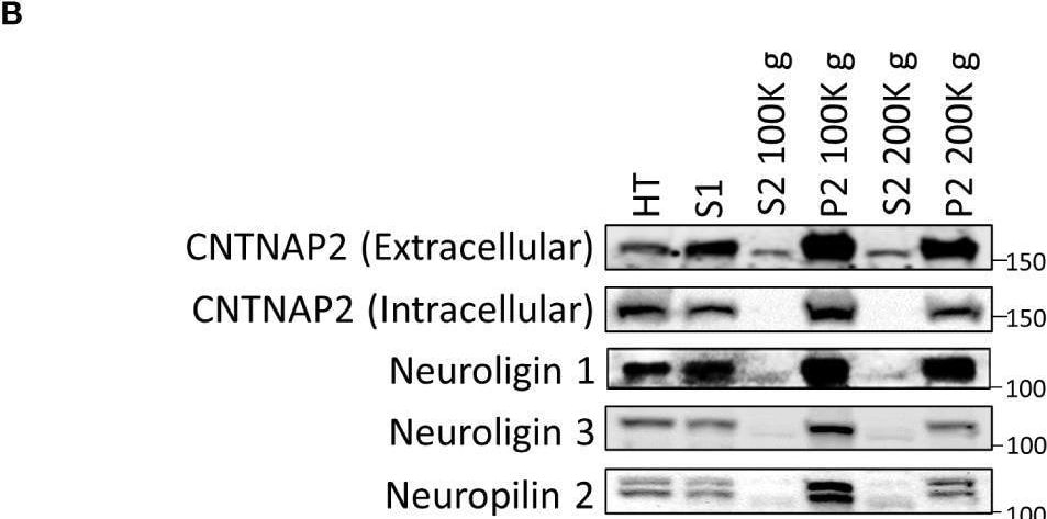 Detection of Neuropilin-2 by Western Blot