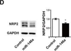 Detection of Neuropilin-2 by Western Blot