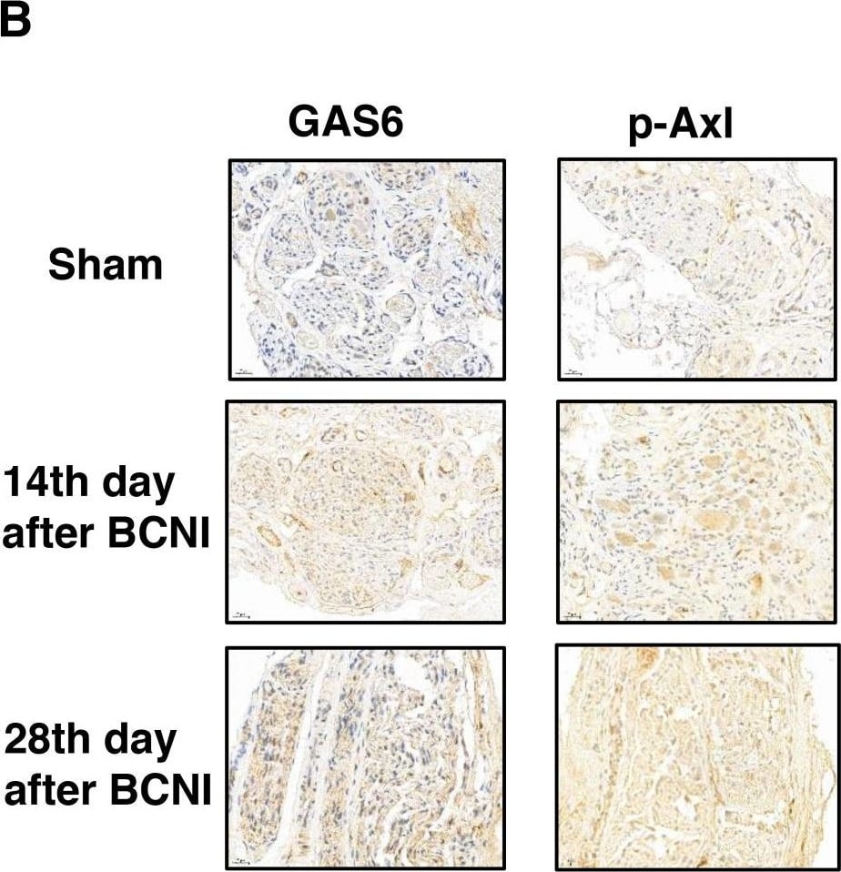 Detection of Rat Axl by Immunohistochemistry