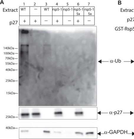 Detection of p27/Kip1 by Western Blot