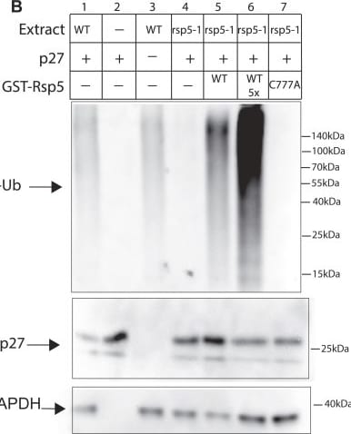 Detection of p27/Kip1 by Western Blot