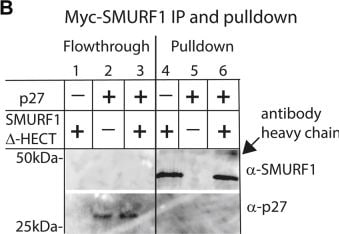 Detection of p27/Kip1 by Western Blot