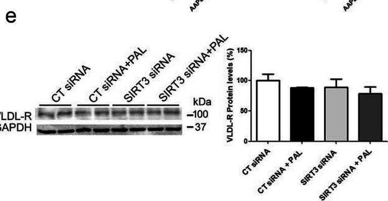Detection of VLDLR by Western Blot