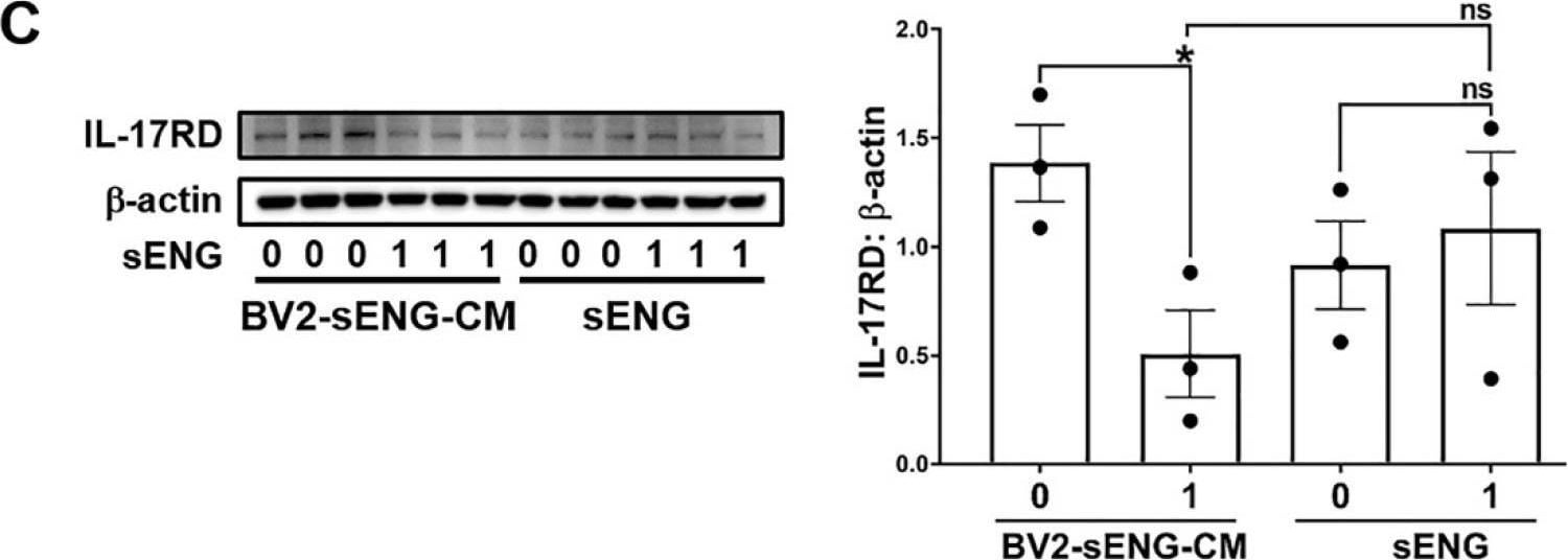 Detection of IL-17RD/SEF by Western Blot