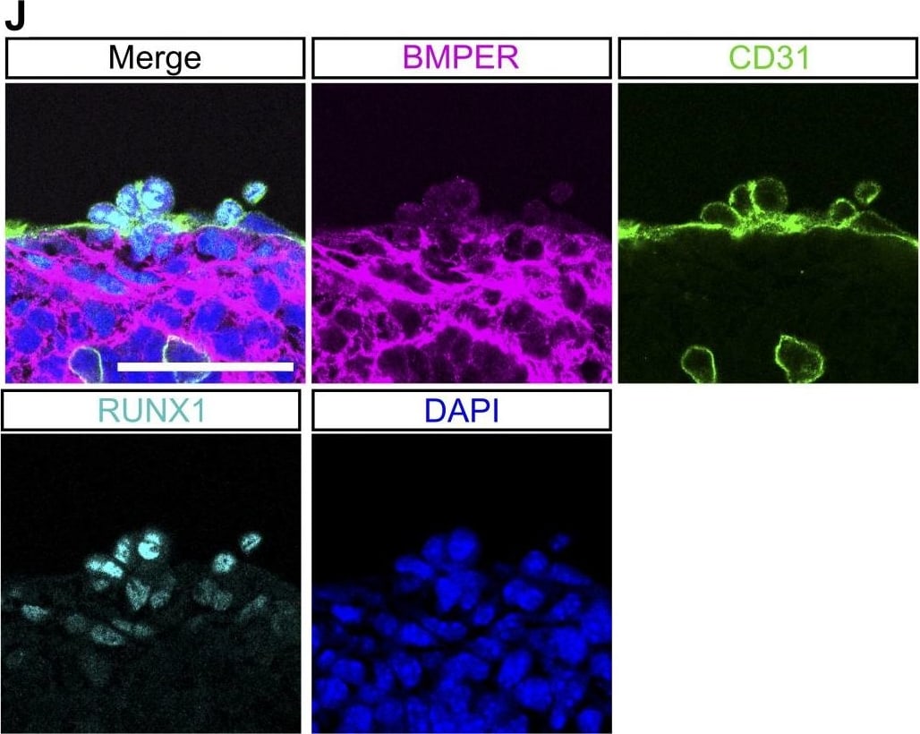 Detection of Mouse Crossveinless-2/CV-2/BMPER by Immunocytochemistry/Immunofluorescence