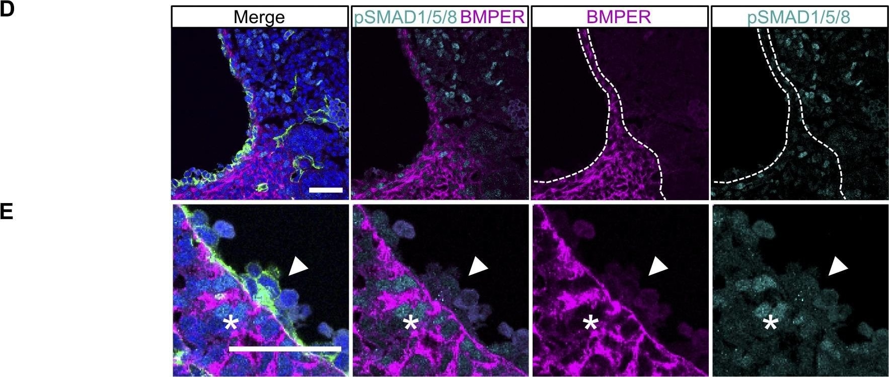 Detection of Mouse Crossveinless-2/CV-2/BMPER by Immunocytochemistry/Immunofluorescence