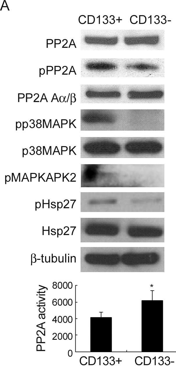 Detection of HSP27 by Western Blot