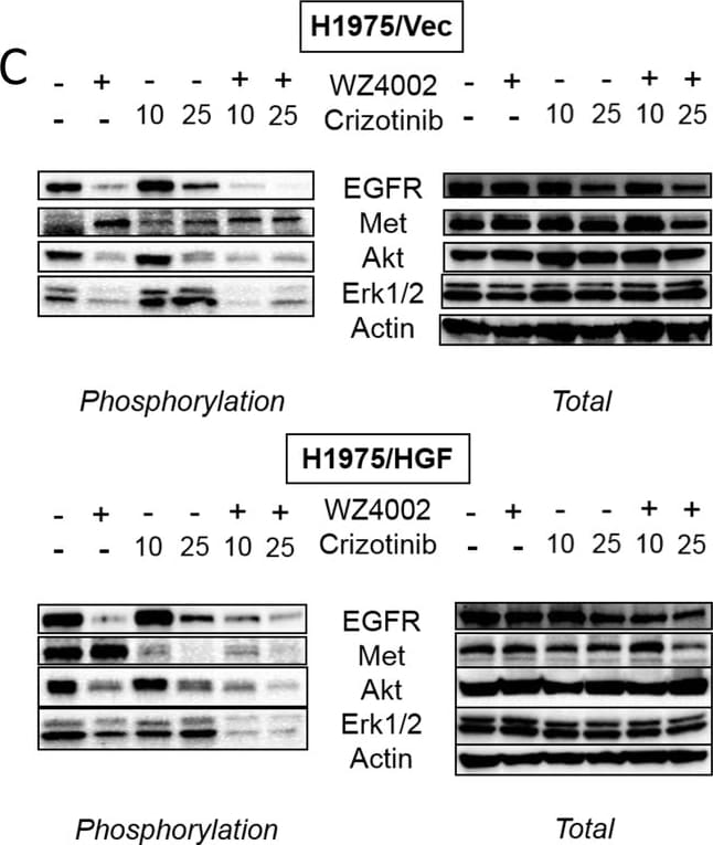 Detection of Mouse Human EGFR Antibody by Western Blot