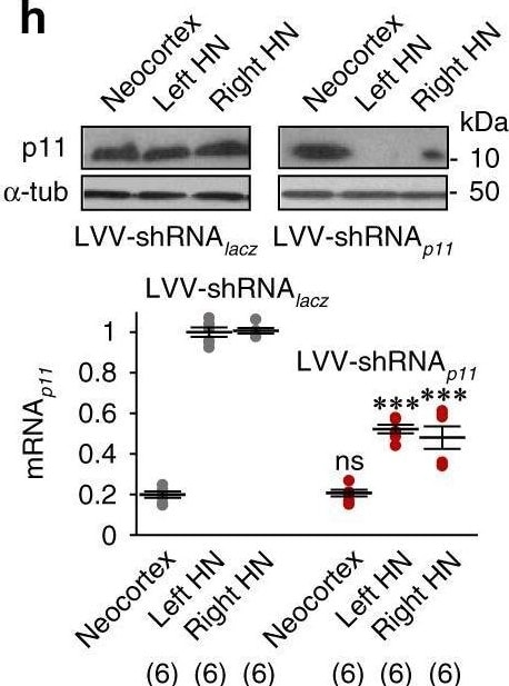 Detection of S100A10 by Western Blot